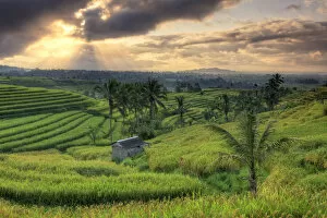 Images Dated 1st July 2013: Indonesia, Bali, Jatiluwih Rice Terraces