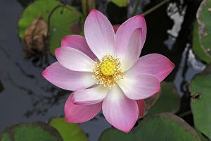 Images Dated 28th November 2019: Indonesia, Bali, Lotus flower