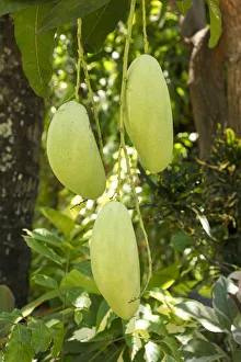 Images Dated 28th November 2019: Indonesia, Bali, Mango