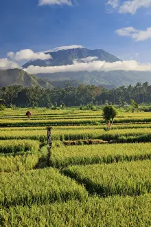 Indonesia, Bali, Rice Terraces and Gunung Agung Volcano