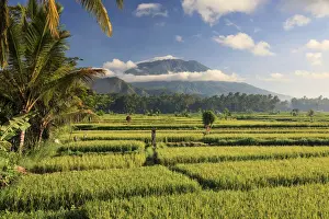 Indonesia, Bali, Rice Terraces and Gunung Agung Volcano
