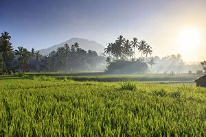 Indonesia, Bali, Selat, Rice Fields and Gunung Agung Volcano