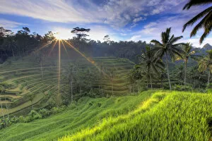 Images Dated 1st July 2013: Indonesia, Bali, Ubud, Ceking Rice Terraces