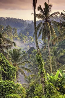 Indonesia, Bali, Ubud, Landscape around the Campuhan Ridge Walk