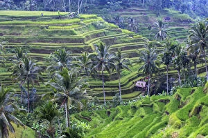 Indonesia, Bali, Ubud, Tegallalang / Ceking Rice Terraces