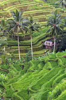 Indonesia, Bali, Ubud, Tegallalang / Ceking Rice Terraces