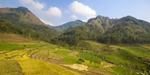 Java Prints: Indonesia, Java, Magelang, Rice paddies near Borobudur