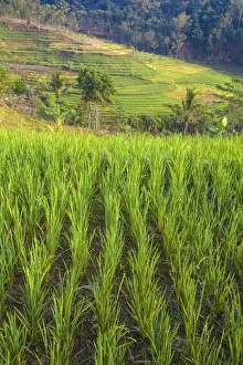 Indonesia, Java, Magelang, Rice paddies near Borobudur