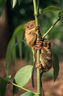 Nocturnal Prints: Indonesia, Sulawesi