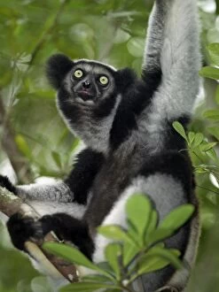 African Lemur Gallery: An indri (Indri indri) in eastern Madagascar