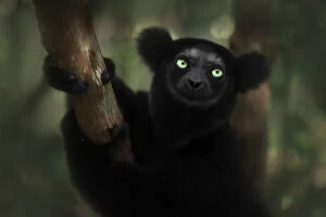 Iucn Gallery: indri (Indri indri) portrait in eastern Madagascar, Palmarium Reserve, Africa