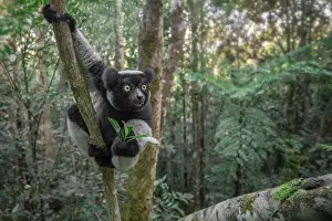 Indri (indri indri) in a primary forest in eastern Madagascar, Africa