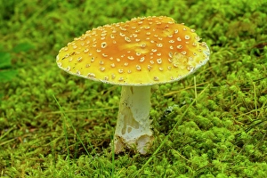 Woodlands Prints: Inedible (Amanita muscaria ) mushroom, Mendenhall Lake Campground, Juneau, Alaska, USA