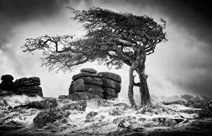 Infrared Prints: Infrared view of contorted hawthorn tree