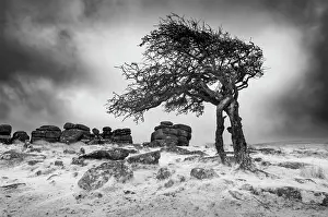Wind Prints: Infrared view of contorted hawthorn tree