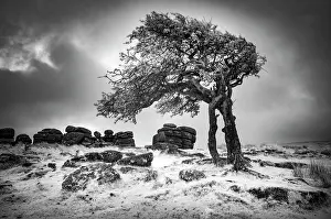 Infrared Prints: Infrared view of contorted hawthorn tree