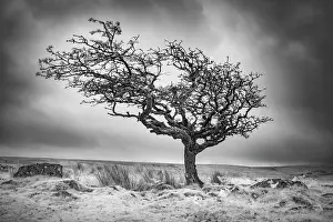 Infrared Prints: Infrared view of contorted hawthorn tree