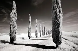 Val Dorcia Prints: Infrared view of cypress trees