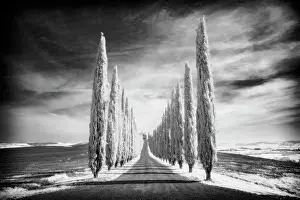 Val Dorcia Prints: Infrared view of cypress trees