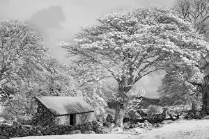 Infrared Prints: Infrared view of Emsworthy Barn, Emsworthy Mire, Dartmoor National Park, Devon, England