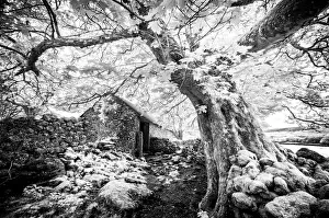Infrared Prints: Infrared view of Emsworthy Barn, Emsworthy Mire, Dartmoor National Park, Devon, England