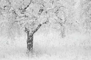 Infrared Prints: Infrared view of olive tree, Montisi, Tuscany, Italy
