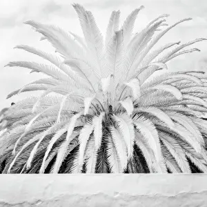 Infrared Prints: Infrared view of palm plant, Teguise, Lanzarote, Canary Islands, Spain
