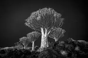 Infrared Prints: Infrared view of Quiver trees (Aloidendron dichotomum)