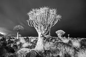 Infrared Prints: Infrared view of Quiver trees (Aloidendron dichotomum)