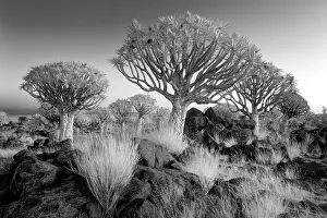 Infrared Prints: Infrared view of Quiver trees (Aloidendron dichotomum)