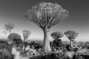 Infrared Prints: Infrared view of Quiver trees (Aloidendron dichotomum)