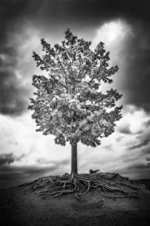 Infrared Prints: Infrared view of tree with exposed roots, near Cosona, Tuscany, Italy