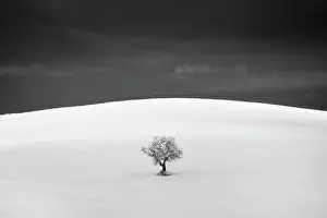Lone Prints: Infrared view tree in field, Montecchiello, Tuscany, Italy