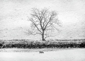 Infrared Prints: Infrared view of tree, field and sheep