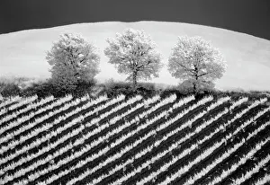 Infrared Prints: Infrared view of trees and vines, Torrenieri, Tuscany, Italy