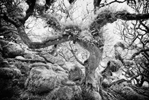 Infrared Prints: Infrared view of Wistman's Wood