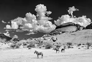 Infrared Prints: Infrared view of zebras in the ancient granite landscape of Spitzkoppe