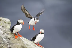 Ingolfshofdi, southern Iceland. Atlantic puffins