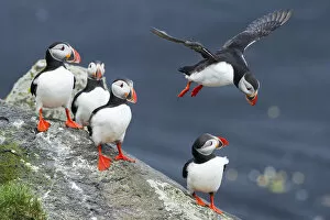 Images Dated 9th July 2015: Ingolfshofdi, southern Iceland. Atlantic puffins
