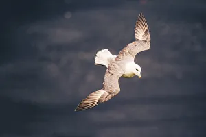 Birdwatching Prints: Ingolfshofdi, southern Iceland. Gull in flight