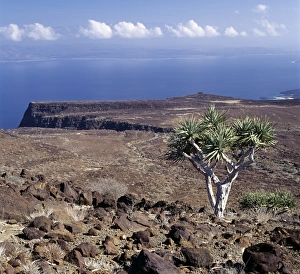 Deserted Collection: On the inhospitable lava-strewn hills surrounding the