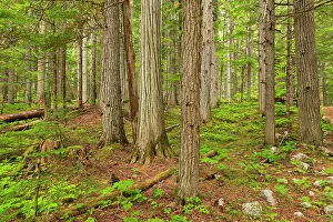 Majestic Rockies Prints: Inland temperate rain forest. Keeny Lake Trail