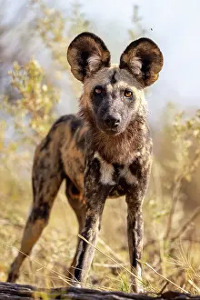Wild Dog Prints: An inquisitve African Wild Dog, Moremi Game Reserve, Okavango Delta, Botswana