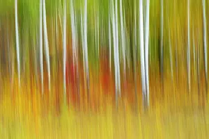 Blurred Motion Prints: Intentionl camera movement of trees (ICM) of autumn scenic along the edge of deciduous forest