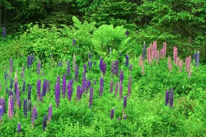 Woodlands Prints: Interrupted fern and blooming lupines, Greater Sudbury, Ontario, Canada