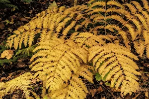 Fern Prints: Interrupted Fern (Osmunda claytoniana) in Autumn, Muskoka, Ontario, Canada