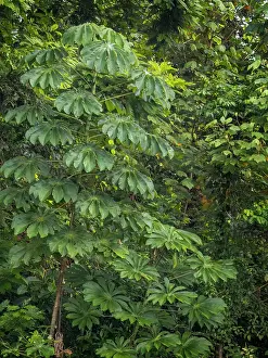 Rainforests Prints: Intimate view of lush forest details near Boca Tapada, Alajuela Province, Costa Rica