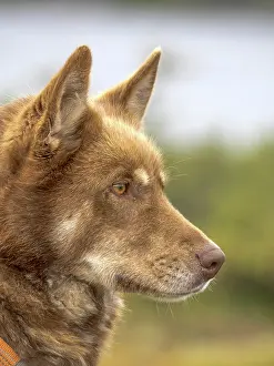 Nunavik Prints: Inuit Sled Dog, Nunavik, Quebec, Canada