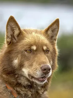 Nunavik Prints: Inuit Sled Dog, Nunavik, Quebec, Canada