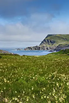 Ireland, Co. Donegal, Glencolumbkille (Glencolmcille), Glen head, meadow of wild flowers
